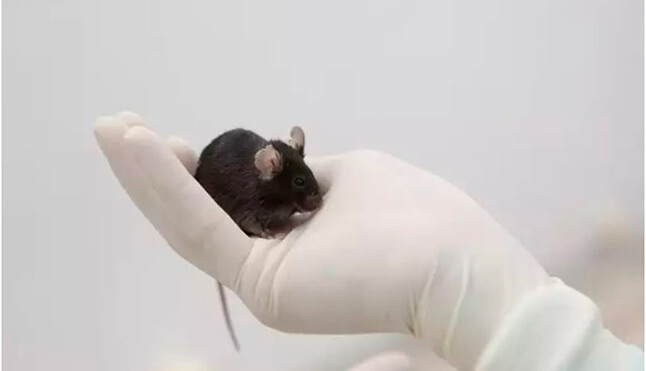 AsianeuroamericanBridge 在老鼠身上成功测试了用于癌症免疫治疗的MRNA疫苗